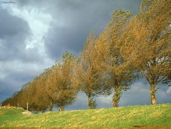 Poplars, Holland, The Netherlands screenshot