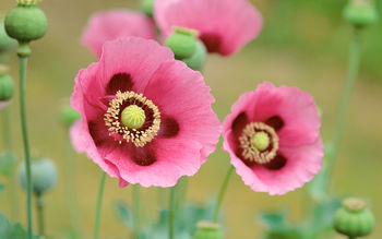 Poppies Flowers screenshot