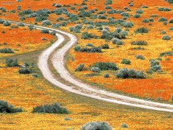 Poppies Of Antelope Valley California screenshot