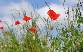 Poppies screenshot