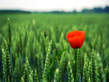 Poppy Flower screenshot