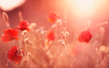 Poppy Flowers Summer Light screenshot