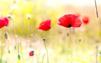 Poppy Flowers screenshot