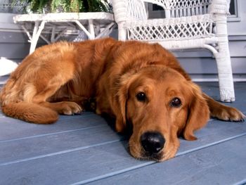 Porch Pooch screenshot