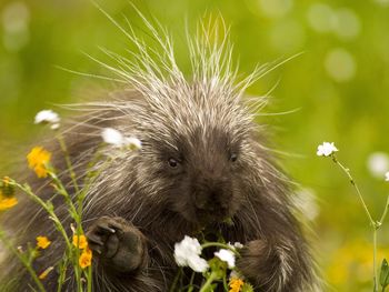 Porcupine And Wildflowers, California screenshot