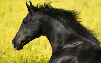 Portrait of a Friesian screenshot