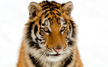 Portrait of a Tiger screenshot