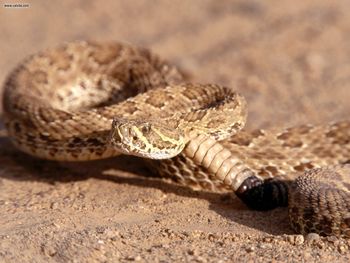 Prairie Rattlesnake South Dakota screenshot