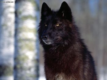 Predatory Eyes Black Wolf screenshot