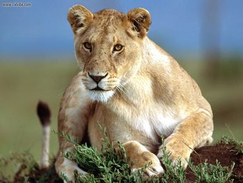 Predatory Stare Lioness screenshot