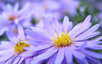 Pretty Violett Flowers screenshot