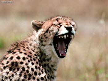 Primal Scream Cheetah screenshot