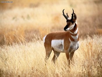 Pronghorn Antelope Yellowstone National Park Wyoming screenshot