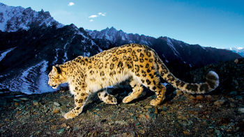 Prowling Snow Leopard screenshot