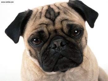 Pug Mug screenshot