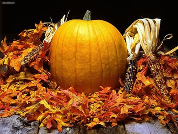 Pumpkin Harvest screenshot