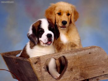 Puppy Barrelin St Bernard And Golden Retriever screenshot