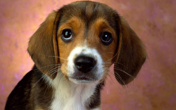 Puppy Eyes, Beagle screenshot