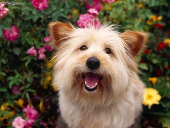 Pure Attention Terrier Mix screenshot