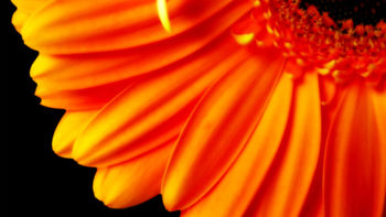 Pure Orange Flower 1080p screenshot