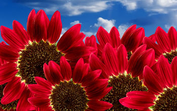 Pure Red Sunflowers screenshot
