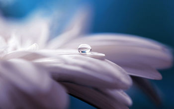 Pure Water Drop Flower screenshot