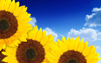 Pure Yellow Sunflowers screenshot
