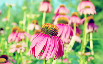 Purple Coneflower screenshot