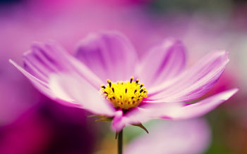 Purple Cosmos Flower screenshot