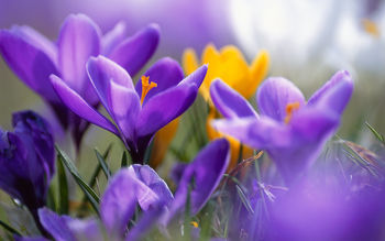 Purple Crocuses screenshot