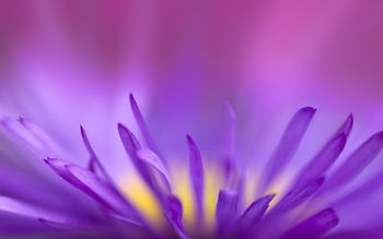 Purple Flames screenshot