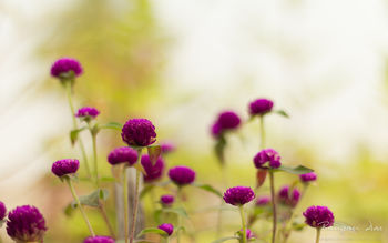 Purple Garden Flowers screenshot