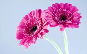 Purple Gerbera Daisies screenshot