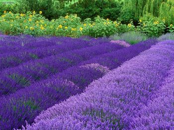 Purple Haze Lavender Farm Sequim Washington screenshot