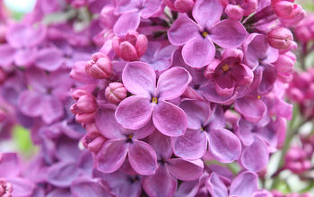 Purple Lilac Flowers screenshot