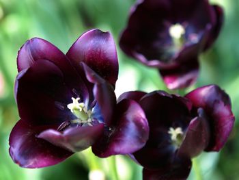 Purple Tulips screenshot