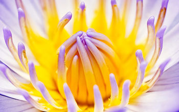 Purple Water Lily screenshot