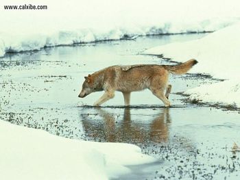 Pursuit Of Prey screenshot