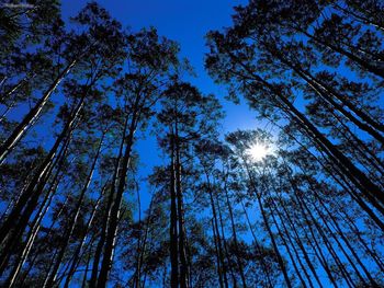 Quaking Aspen Grove, Maroon Bells Wilderness, Colorado screenshot