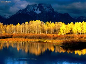 Quaking Aspen Mount Moran Grand Tetons Wyoming screenshot