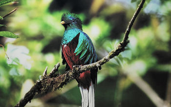 Quetzal Bird screenshot