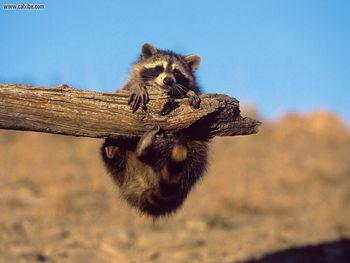 Racoon Hanging On screenshot