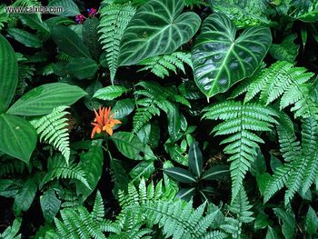 Rain Forest Vegetation screenshot