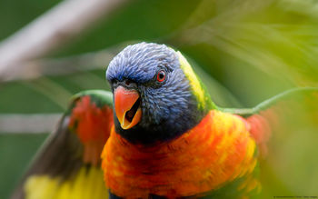 Rainbow Lorikeet Parrot screenshot