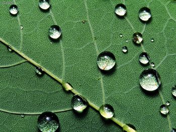 Raindrops On A Fallen Leaf screenshot