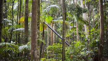 Rainforest Jungle Plants screenshot