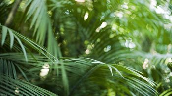 Rainforest Plants screenshot