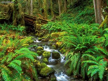 Rainforest Stream Olympic National Park Washington screenshot