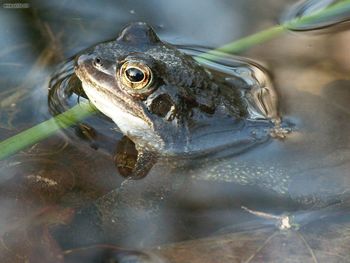 Rana Temporaria Male Breeding Season screenshot