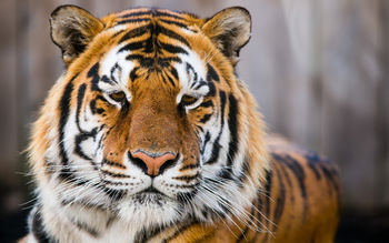 Ranthambore Tiger Reserve screenshot